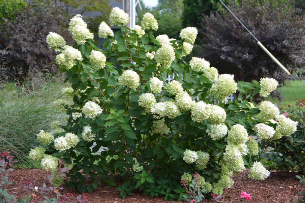 Hydrangea na Sibíri výsadba, reprodukcia, kultivácia a starostlivosť