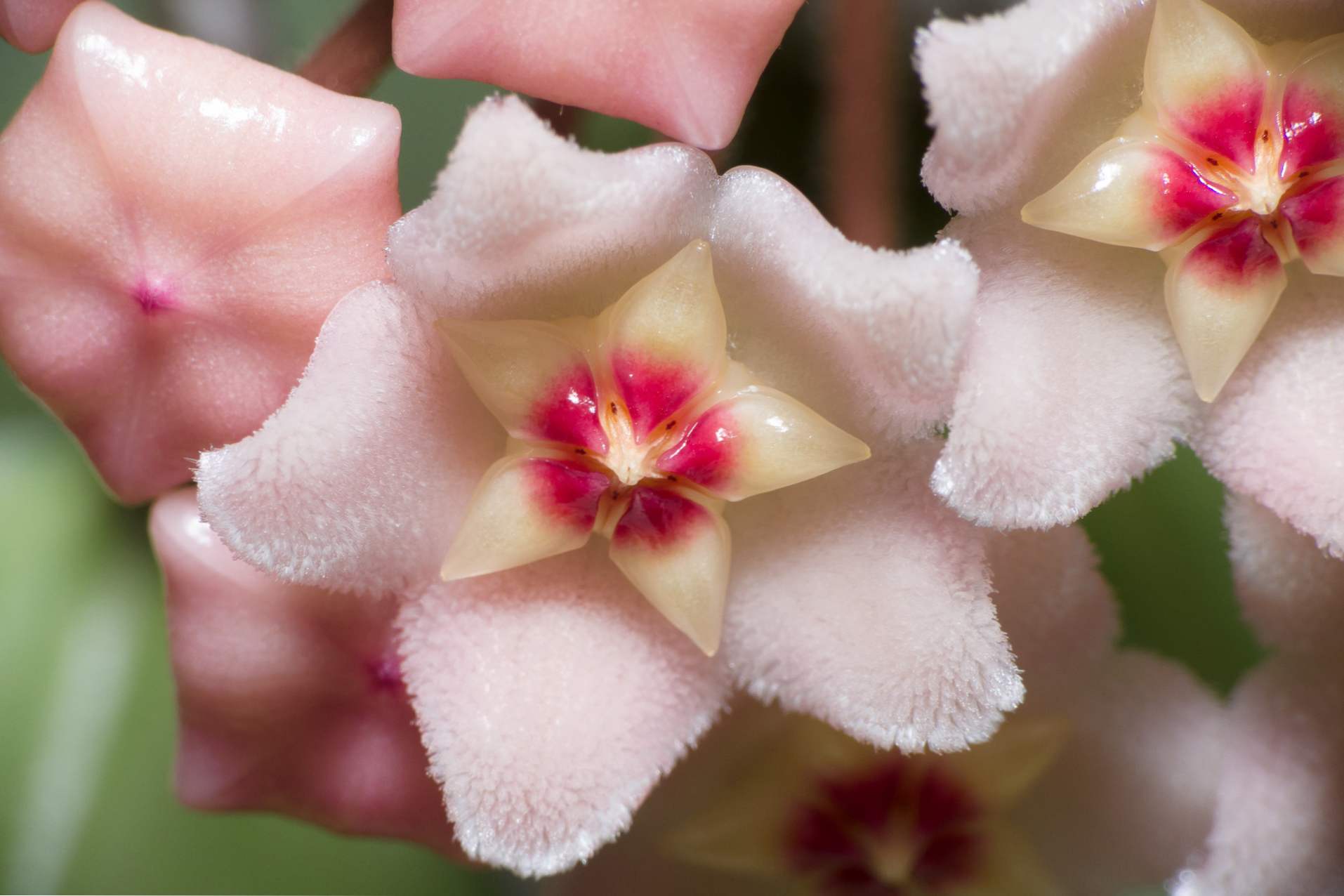 Хойя Карноза (Hoya carnosa, хойя м'ясиста) сорти, догляд в домашніх умовах