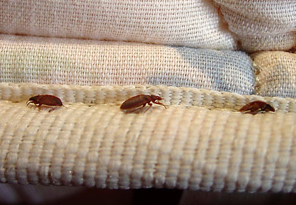 Kako uništiti bedbugs proizvode za kontrolu insekata