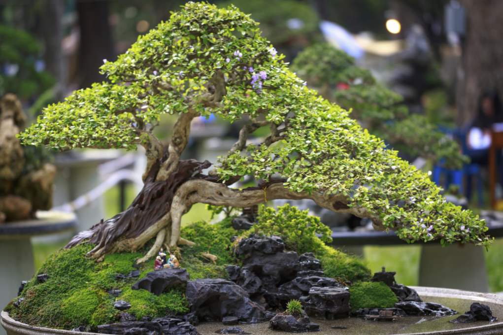 Jak rozwijać bonsai w domu