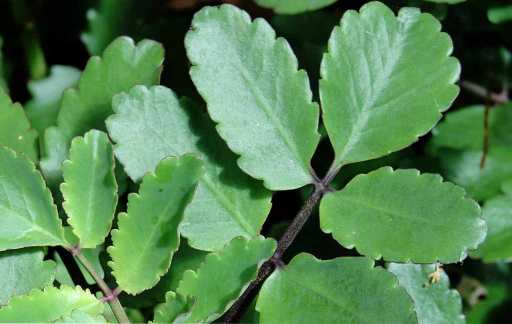 Kalanchoe pinnate razmnoževanje in nego doma