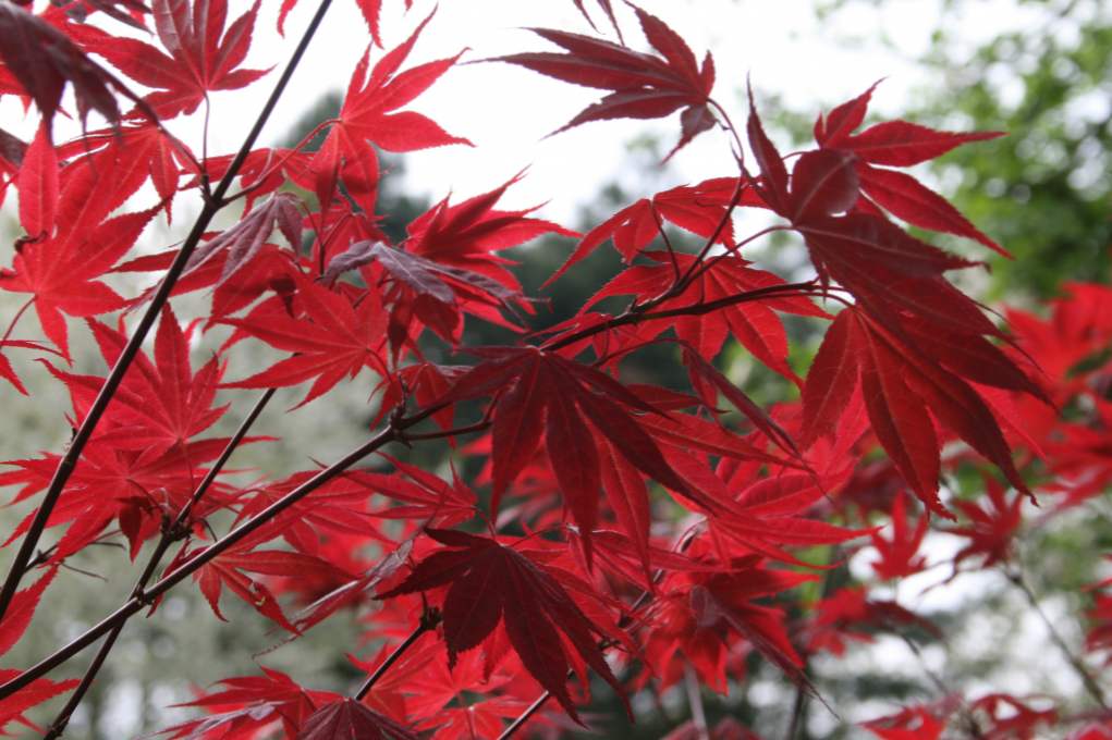 Fan Maple (Acer palmatum) opis sort, zimske trdnosti, sajenja in nege