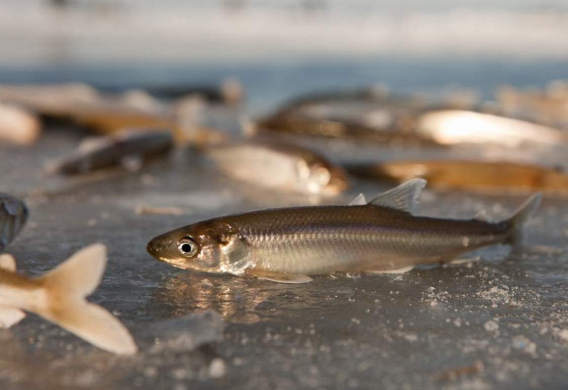 Smelt kakšne vrste rib, kaj je koristno, kako kuhati? 6 okusnih receptov