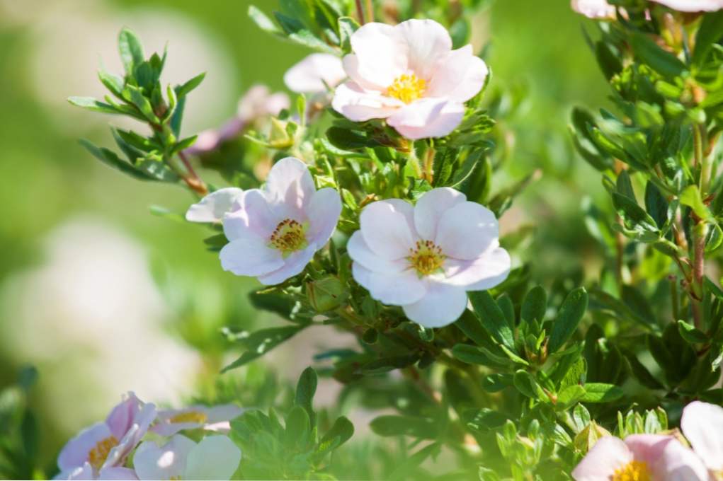 Potentila bijela (Potentilla alba) upotreba u tradicionalnoj medicini, kontraindikacije