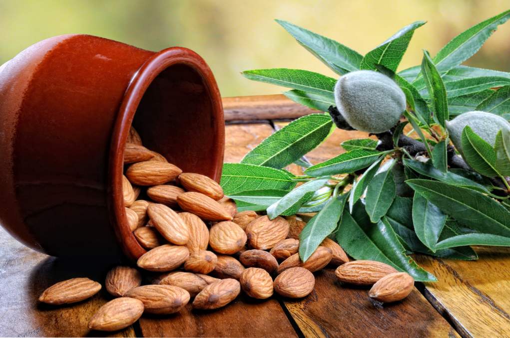 Almond blagodejne lastnosti in kontraindikacije