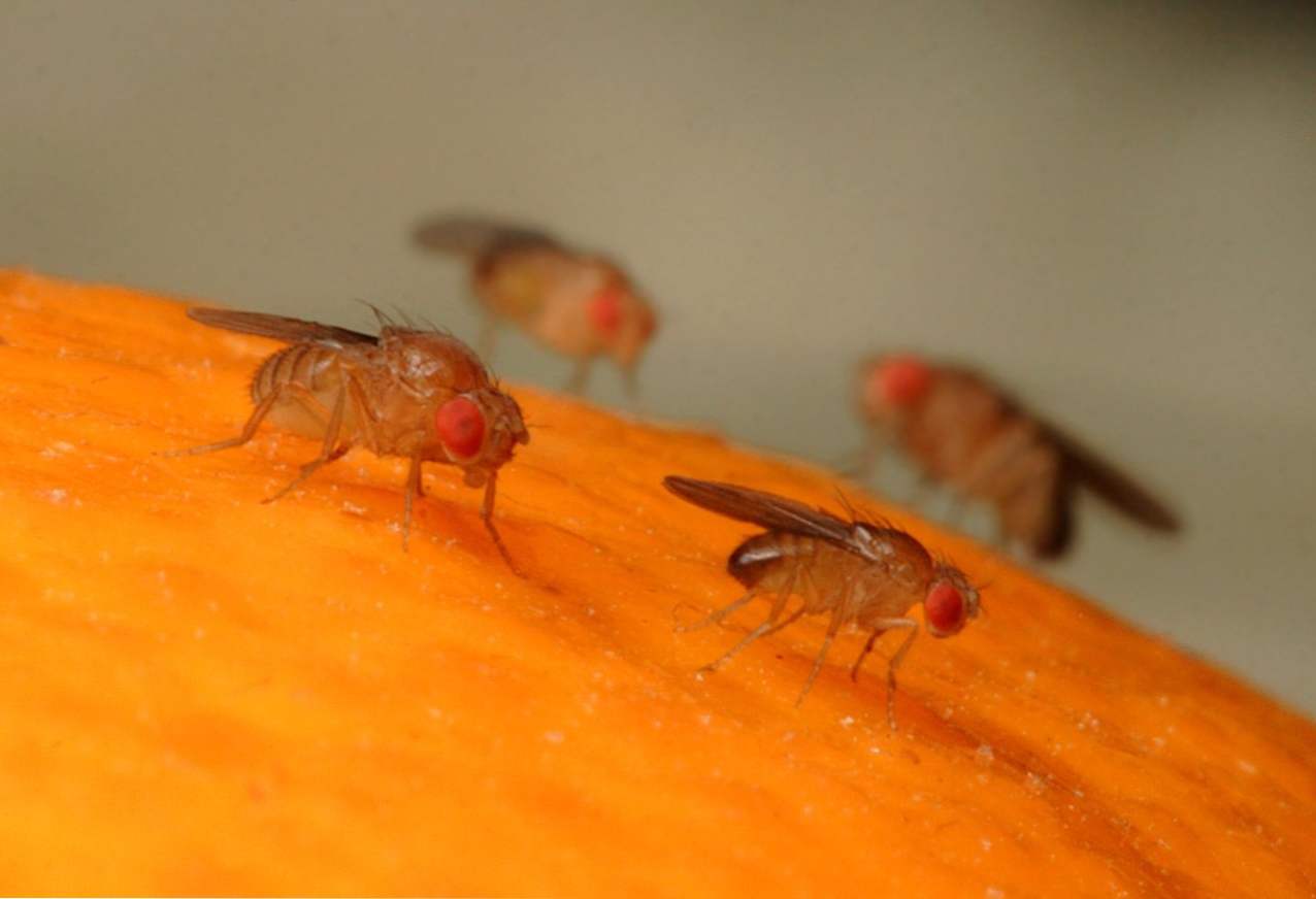 Blackflies v cvetličnih lončih, kako se znebiti