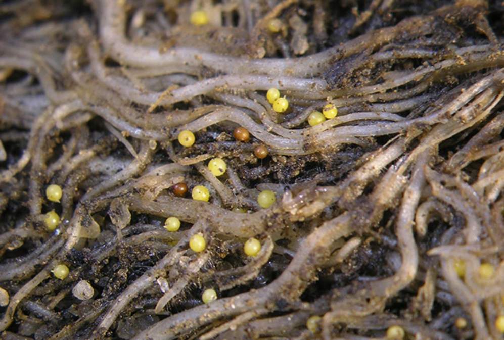 Nematódy - čo je to v rastlinnej výrobe? Zlatý zemiakový nematód, cibuľa, na jahodu