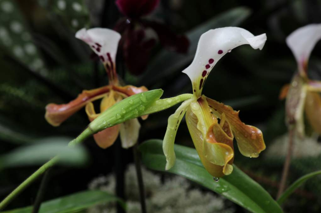 Орхідея Венерин черевичок (Paphiopedilum) вирощування і догляд в домашніх умовах і в саду