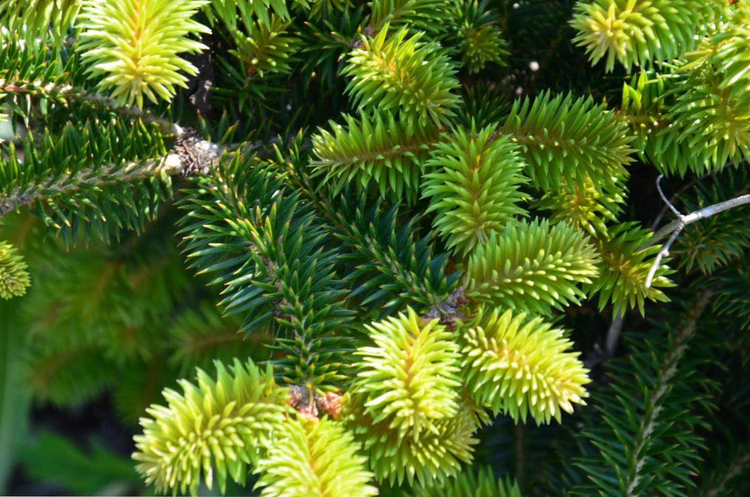 Nordman fir (kavkazijski) opis, sajenje, gojenje in oskrba na dacha