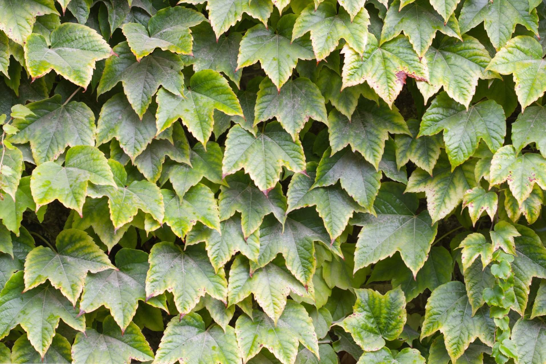 Skupni bršljan (Hedera helix) opis, sajenje in oskrba doma in v državi