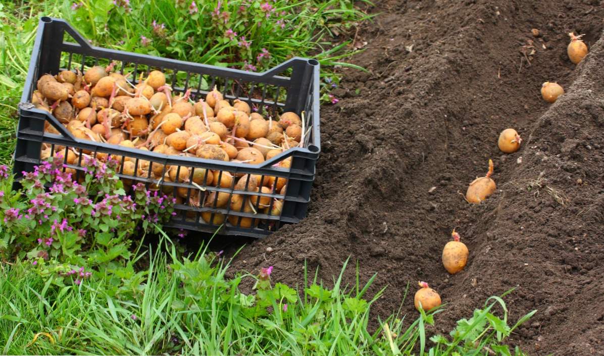 Sadzenie ziemniaków metodami, czas, niuanse sadzenia - dla dobrego zbioru ziemniaków