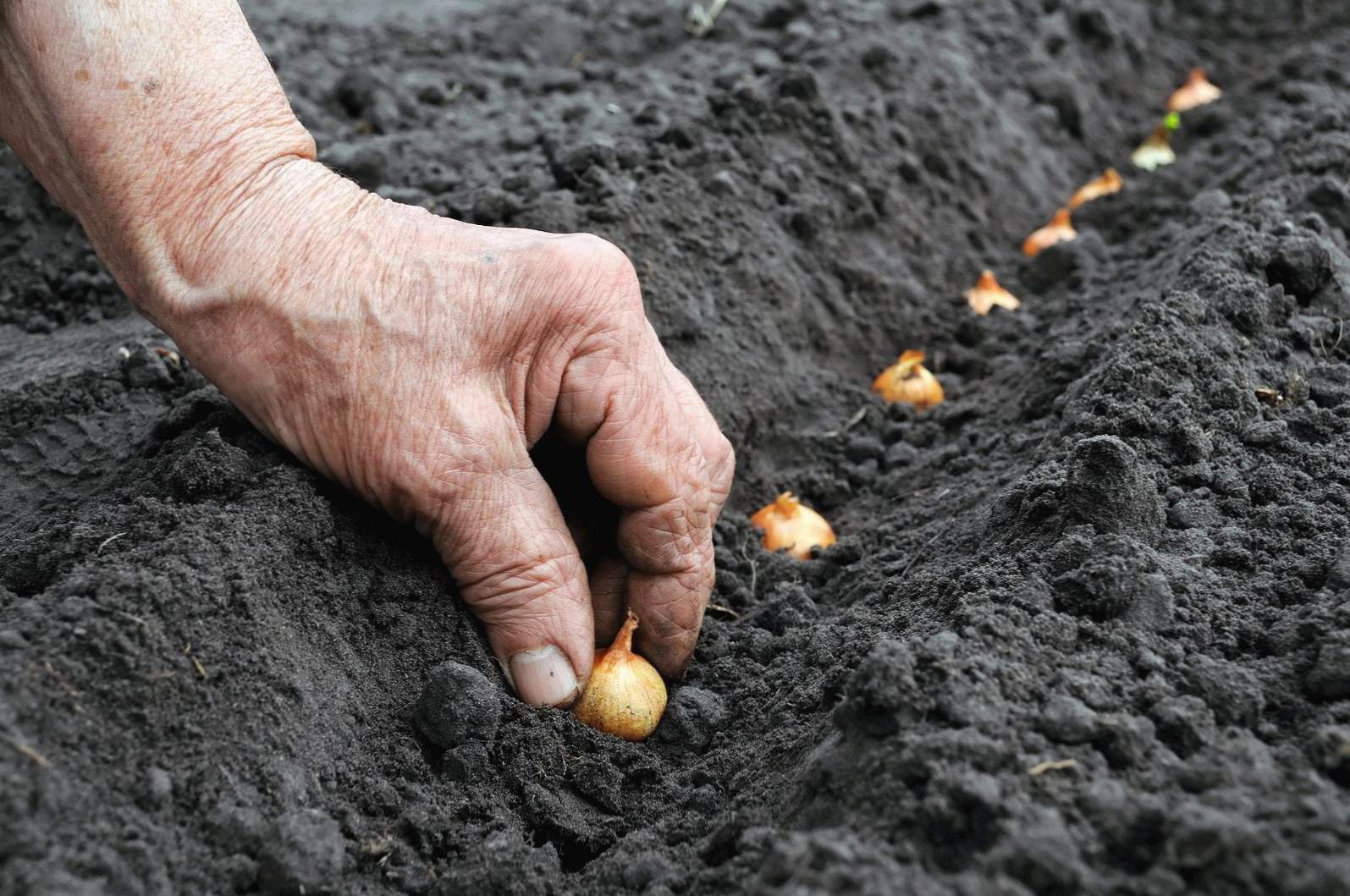 Sadzenie cebuli na zimę, kiedy i jak sadzić, zwłaszcza pielęgnacja