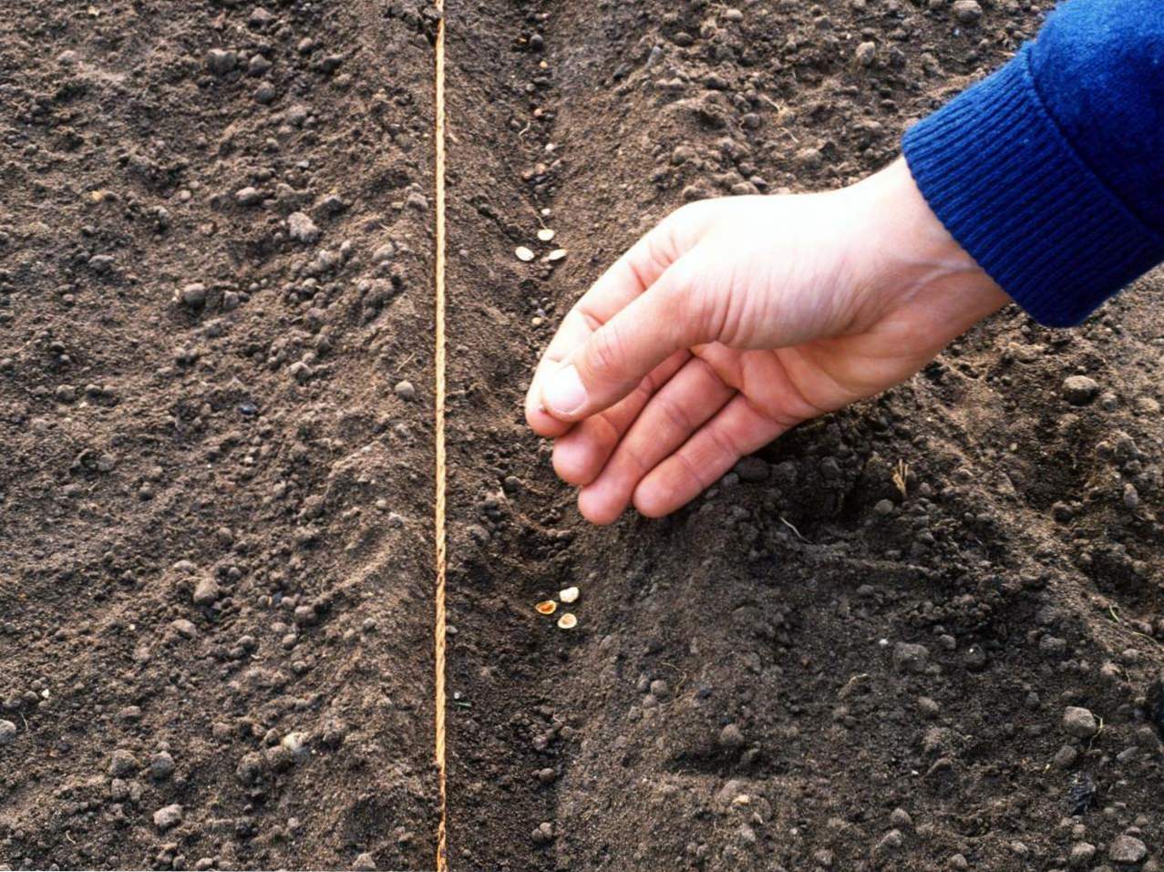 Sajenje korenja za zimske datume sajenja, katere sorte so primerne, kako se jeseni obrodijo korenje