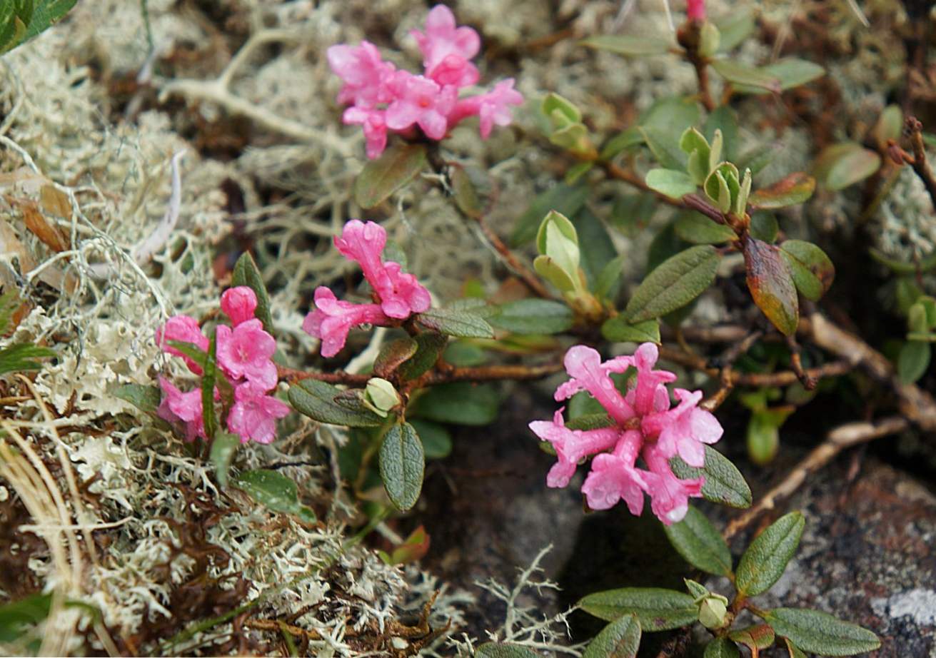 Rhododendron Adams (Sagan-Dilya) opis rośliny, uprawa i pielęgnacja