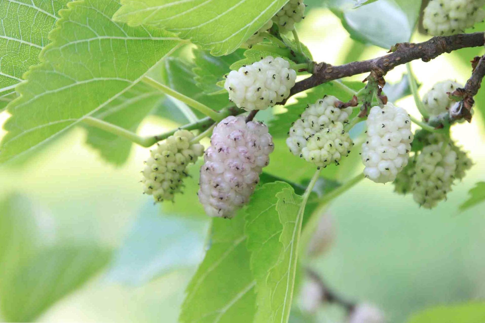 Mulberry bela sorta opis, sajenje, gojenje in oskrba