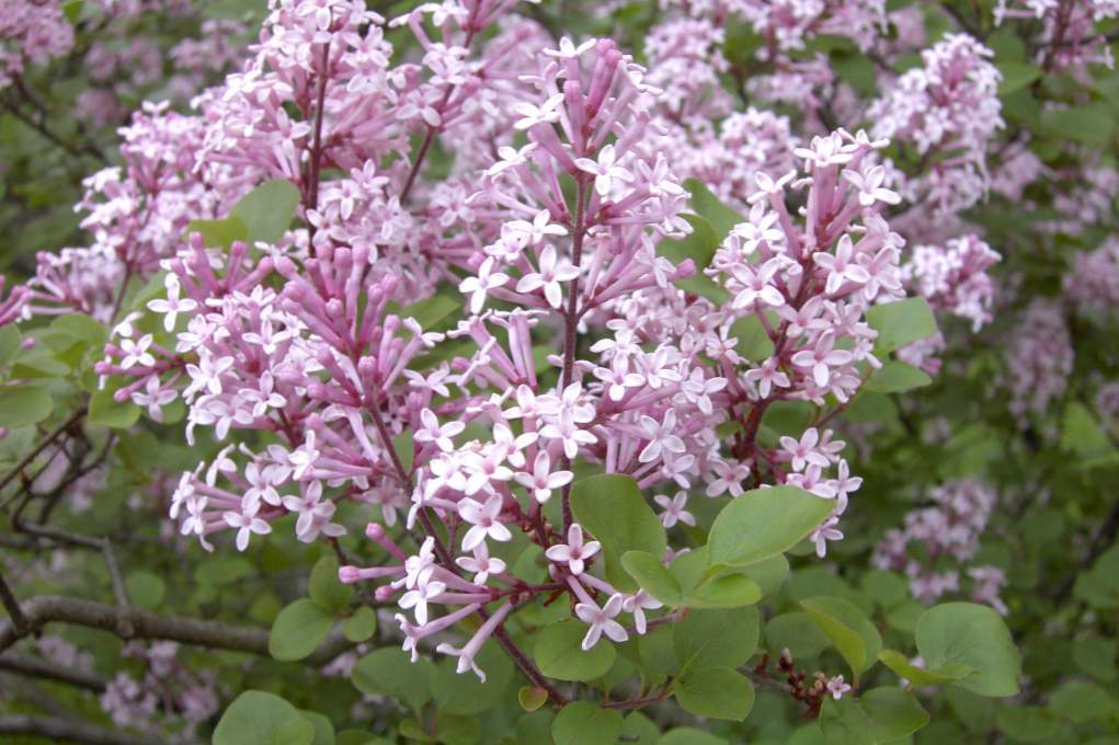 Lilac Meier (Syringa Meyeri) odmiany, opis, sadzenie i pielęgnacja