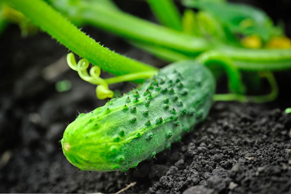 Sorte kumare so najboljše pridelane sorte za odprto tla in rastlinjake