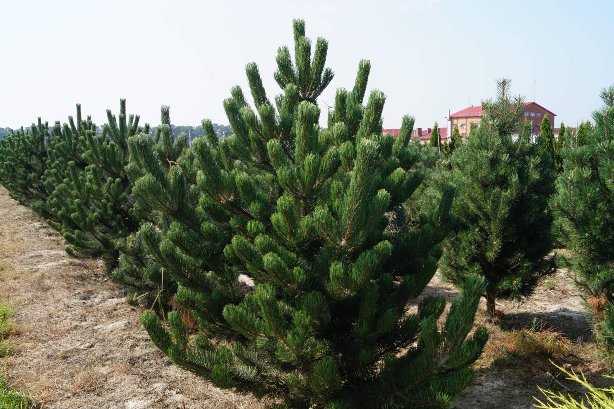 Opis crnog bora (Pinus nigra), vrste i vrste, sadnja i njegu