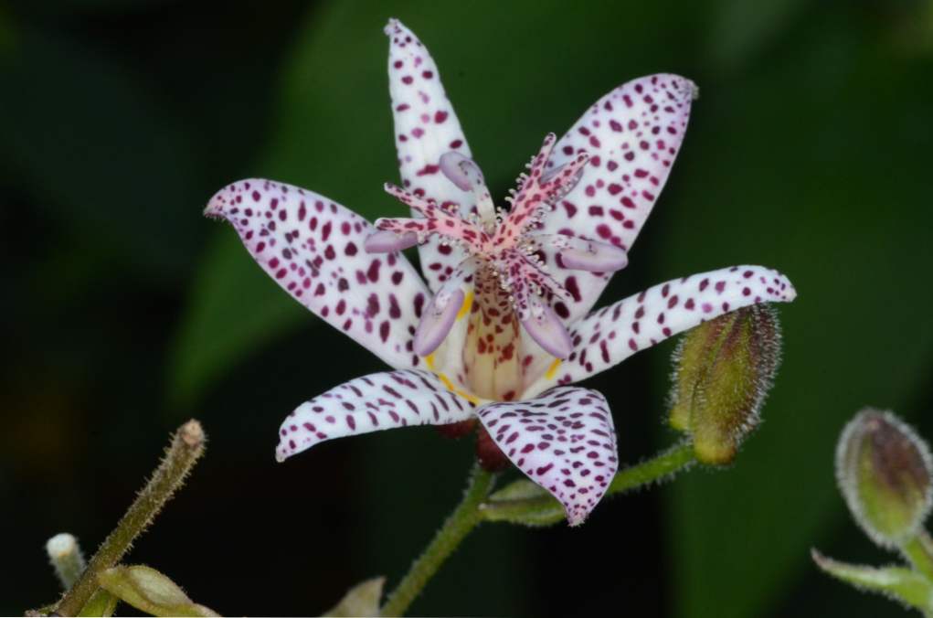 Tricyrtis - vrtna orhideja, gojenje in negovanje na prostem