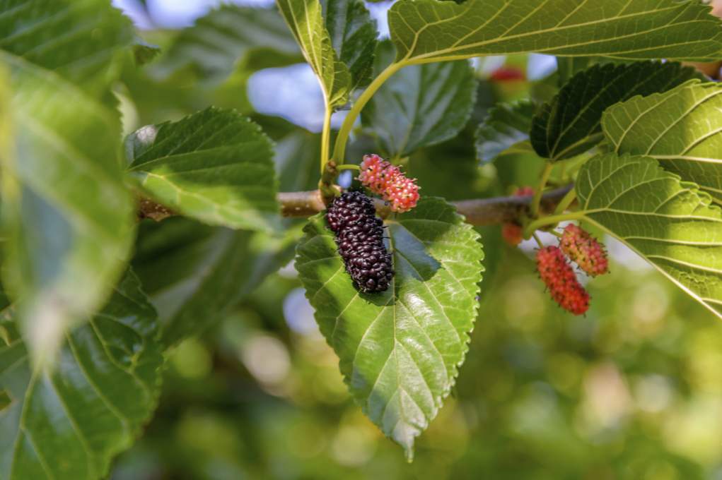 Mulberry tree (dulberry) gdje raste, kako izgleda, za što su plodovi korisni