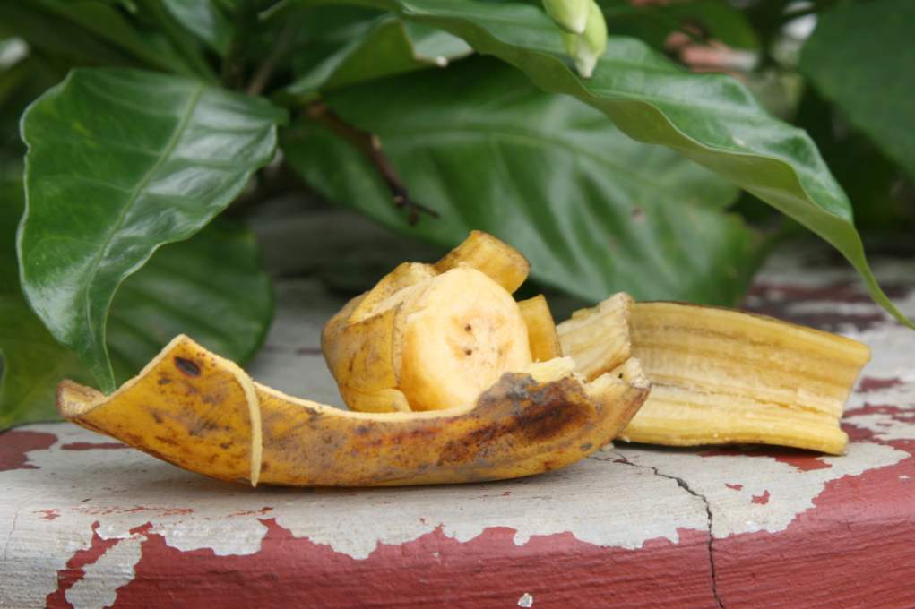 Gnojivo od pečene banane za unutarnje biljke i sadnice za metode kuhanja
