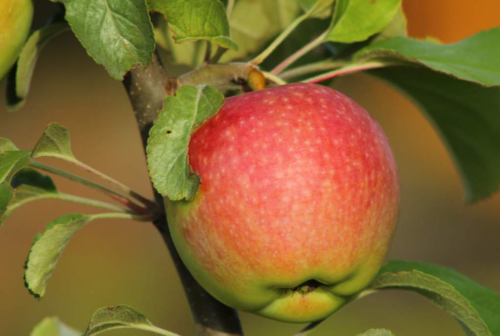 Opis Apple Tree Medunitsa, sadnja i njegu