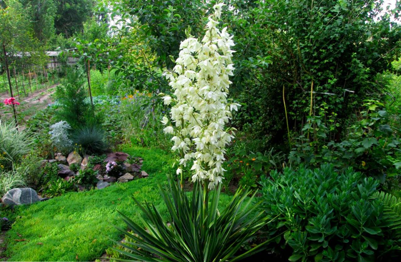 Garden Yucca (filamentoza) opis, fit in nego