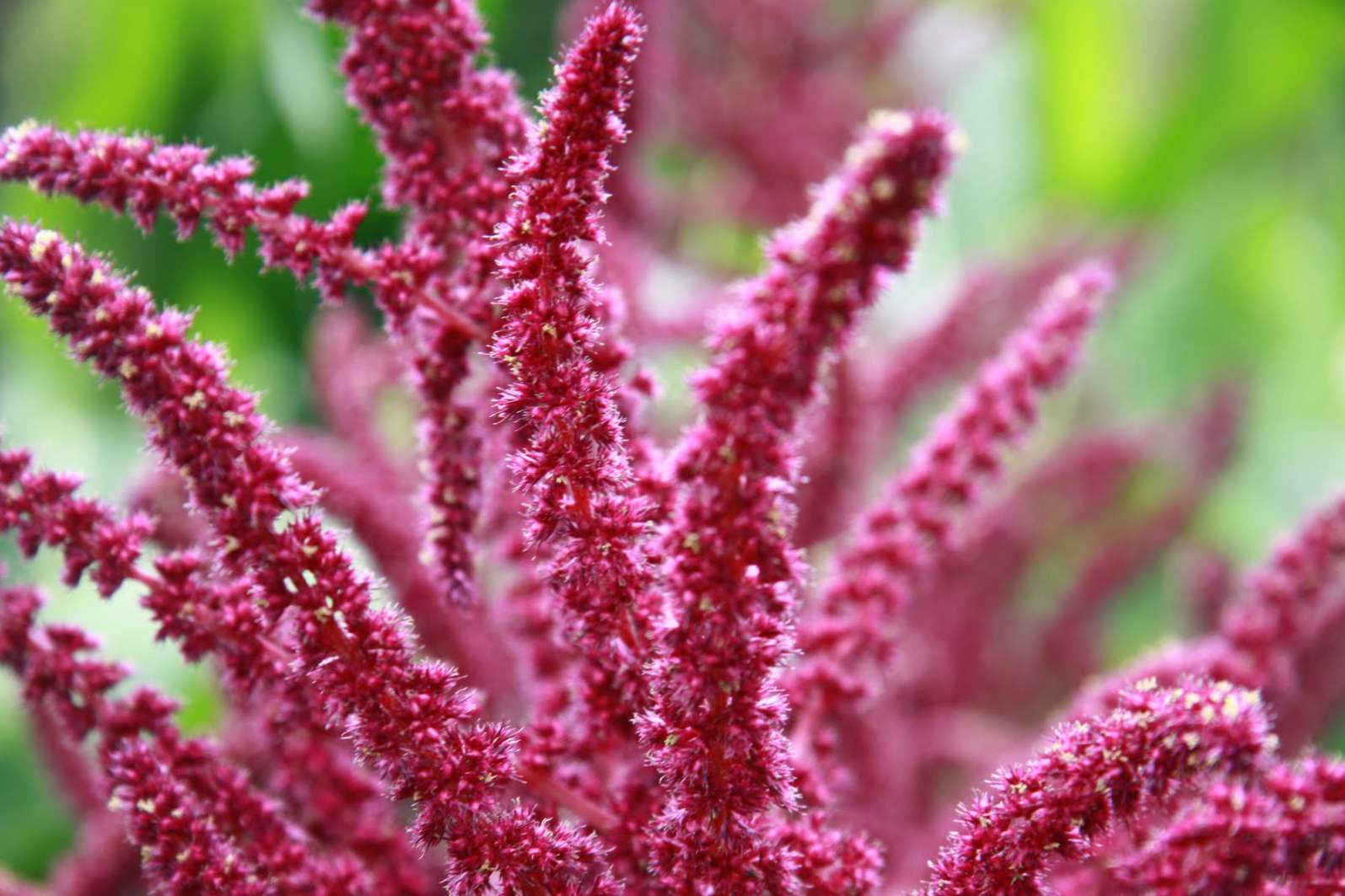 Amaranth je rastlina iz amaranth družine sajenja in oskrbe, travnati rastline za odprto tla