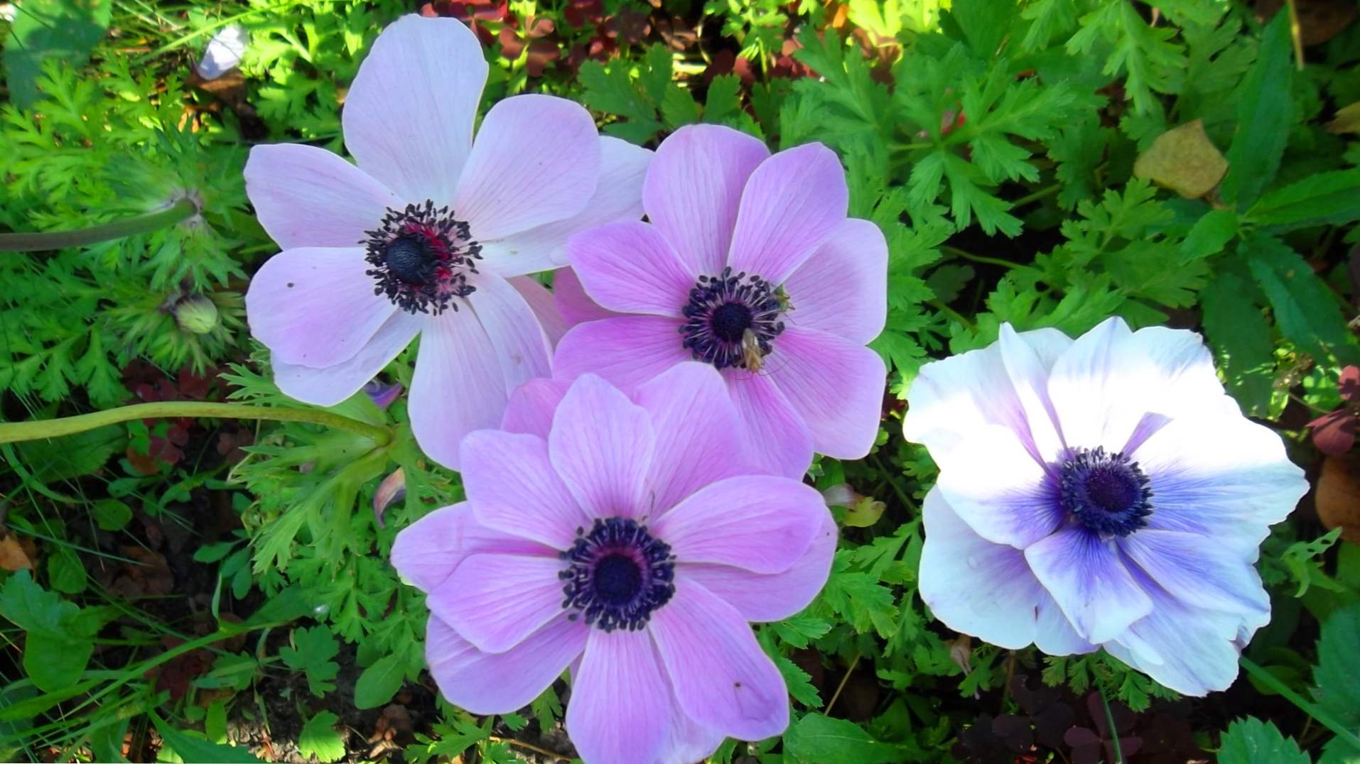 Anemones (Anemone) rośnie i opieka na otwartym polu iw domu