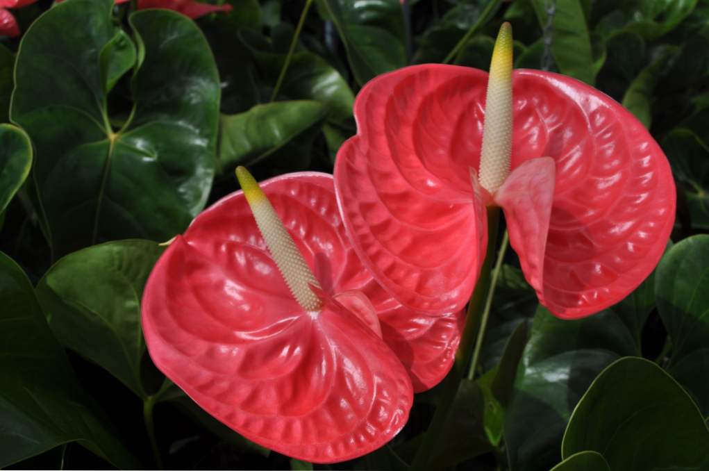 Anthurium presaditev doma