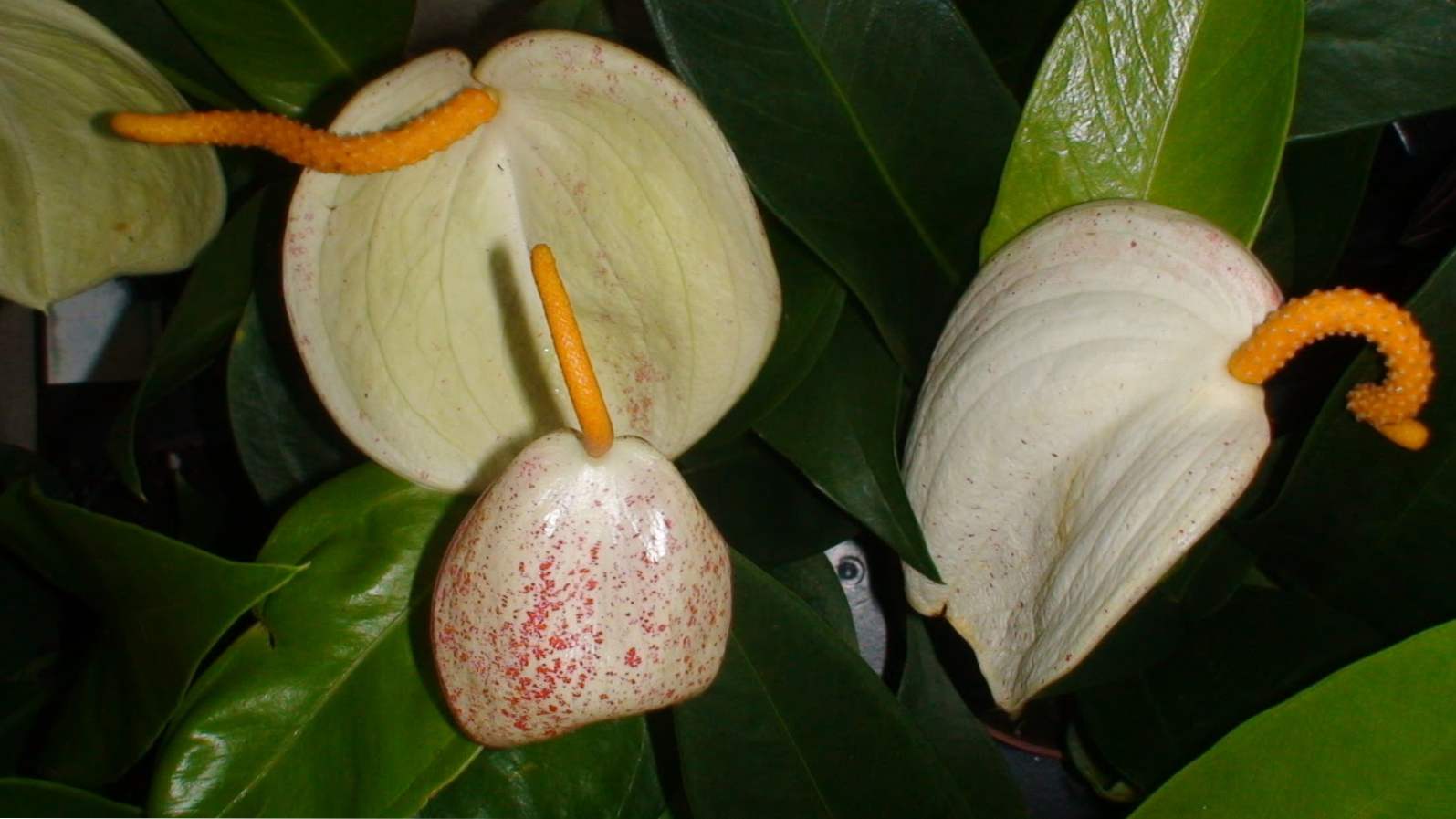 Anthurium Scherzer skrbi za domače rastline