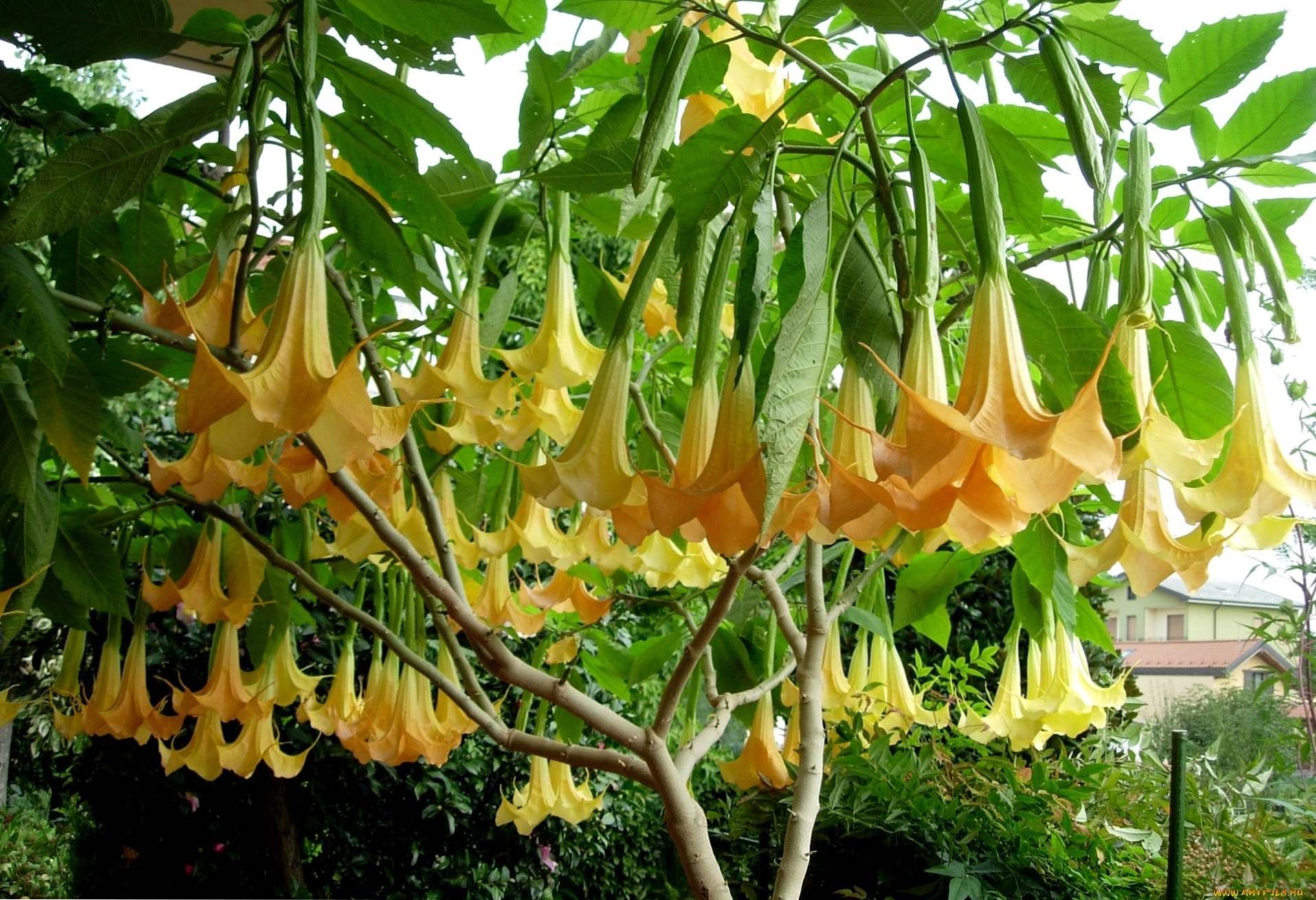 Brugmansia (Brugmansia) sadzenie, hodowla i pielęgnacja