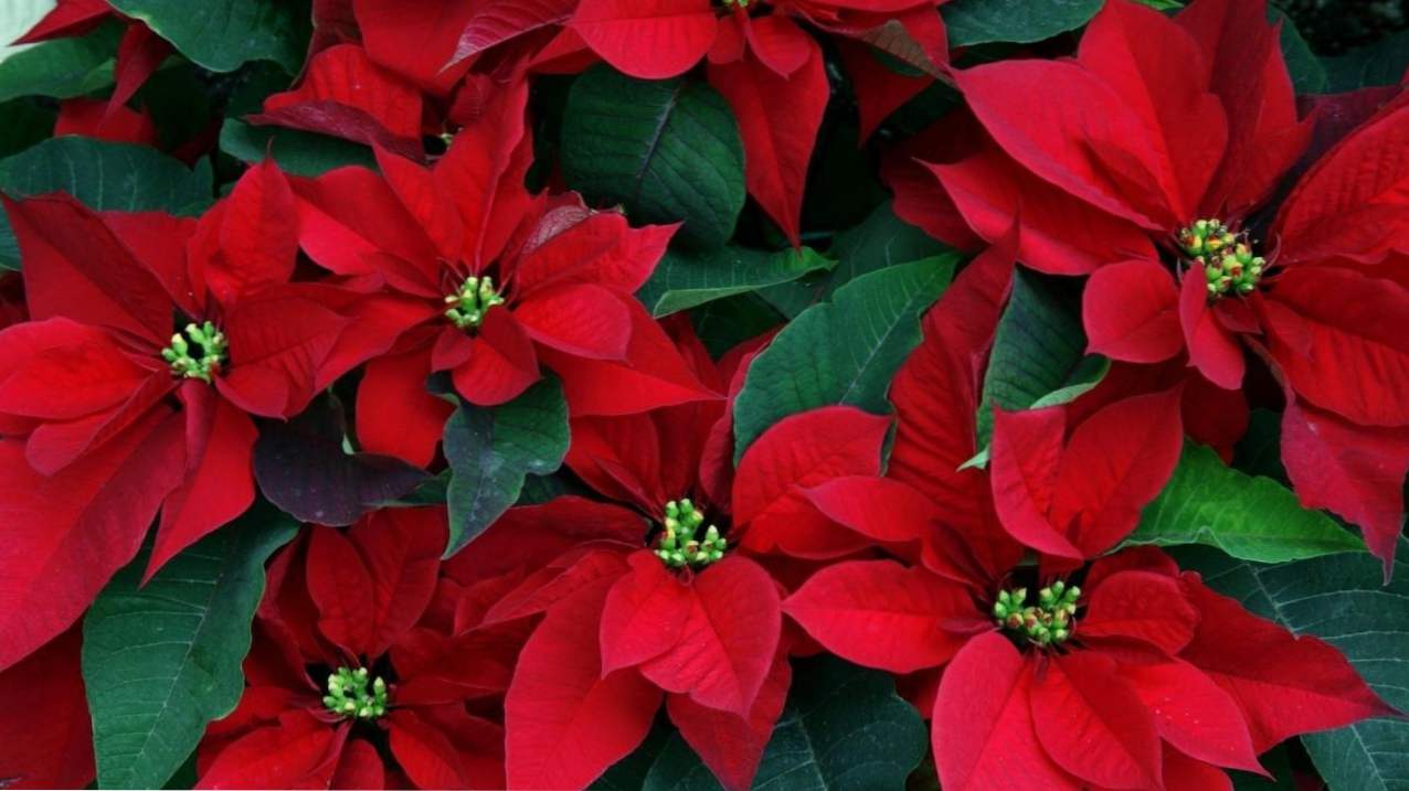 Flower Poinsettia Red, jak dbać w domu, rośnie i rozmnażanie