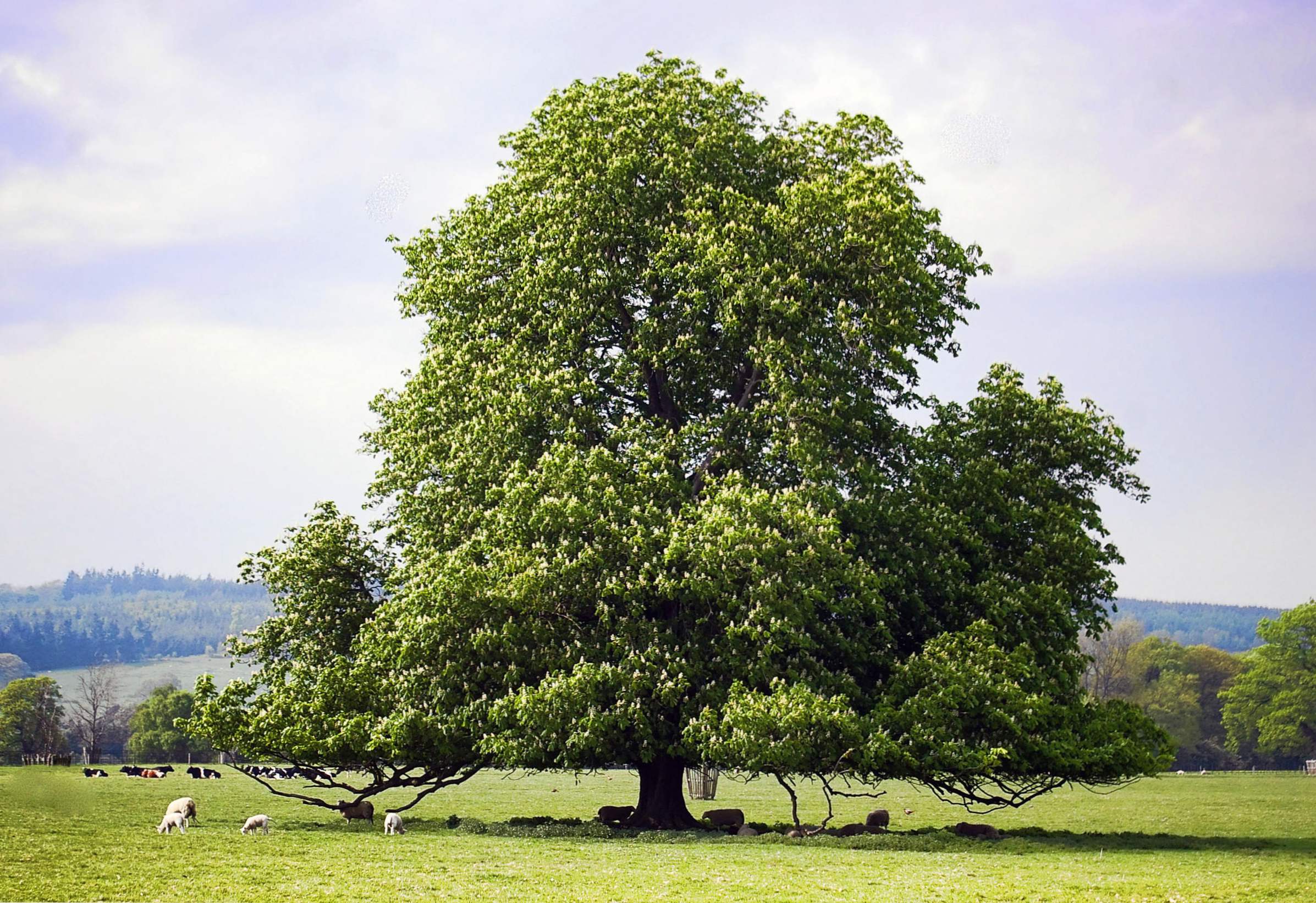 Kasztanowiec (Castanea) opis, sadzenie i pielęgnacja