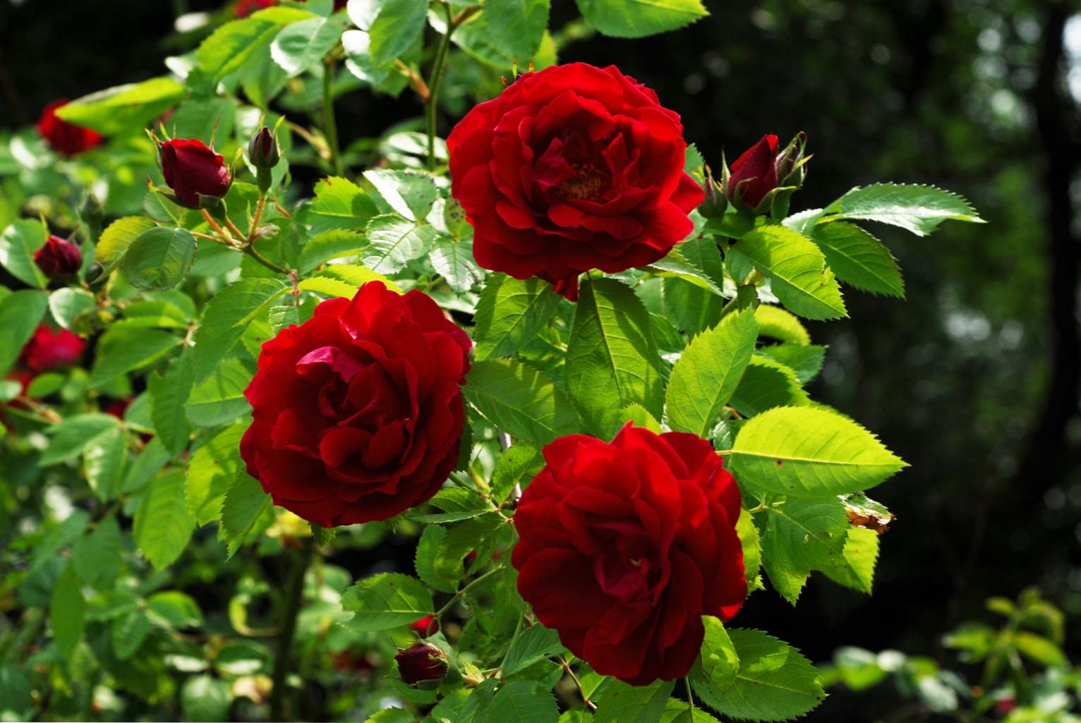 Duge ruže kako rastu i brinu. Kako napraviti buket?
