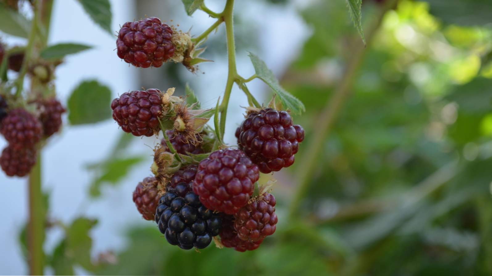 Pielęgnacja i pielęgnacja Yemalina, przycinanie i przesadzanie, przygotowanie do zimy jesienią