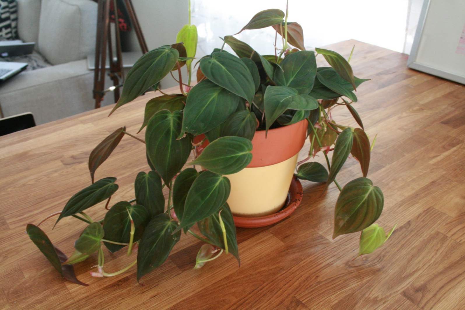 Philodendron (Philodendron) vrste, opis, oskrba doma