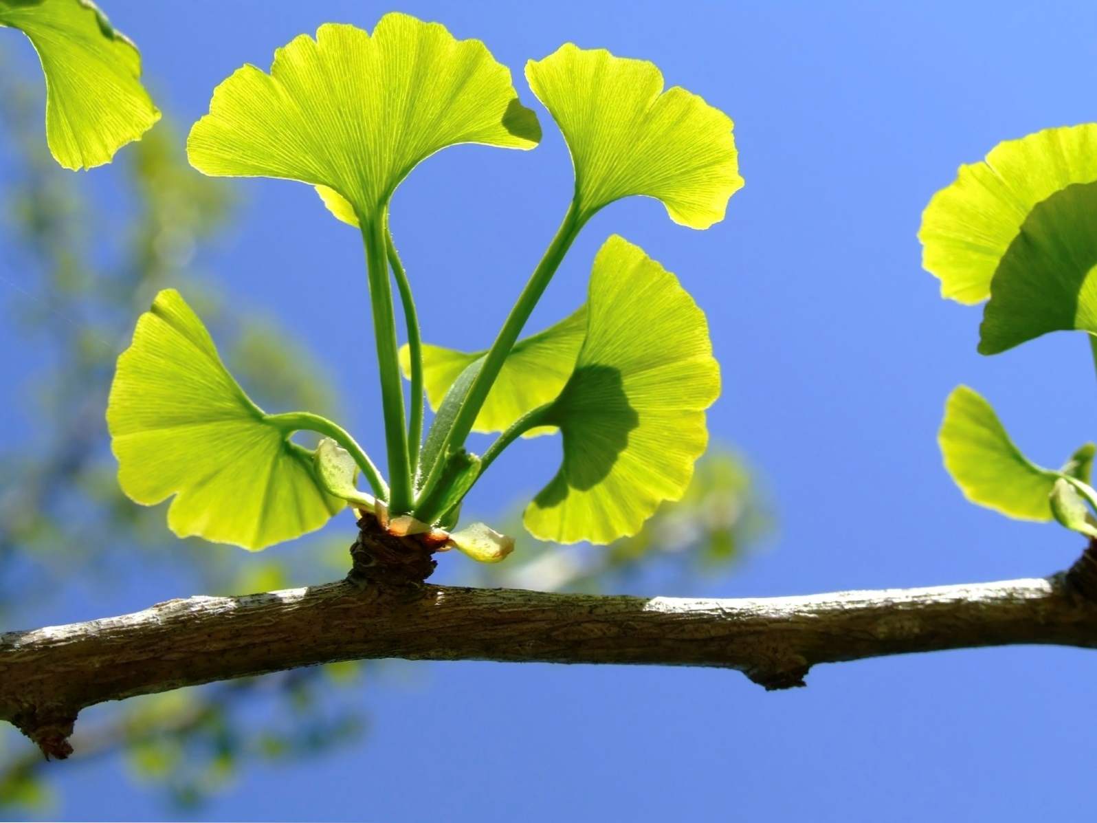 Ginkgo biloba (Ginkgo biloba), gdzie rośnie, opis, ciekawe fakty, użyteczne właściwości rośliny