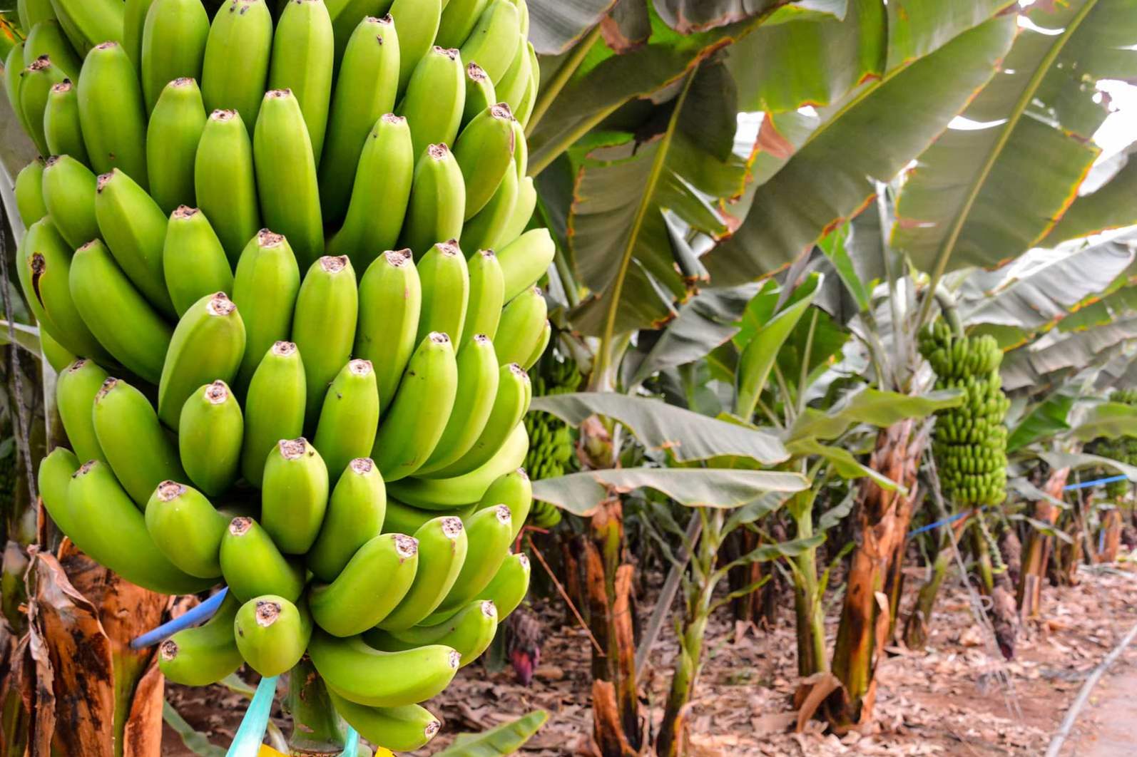 Ako a kde sa banány rastú v prírode, na ktorom stromu av ktorých krajinách
