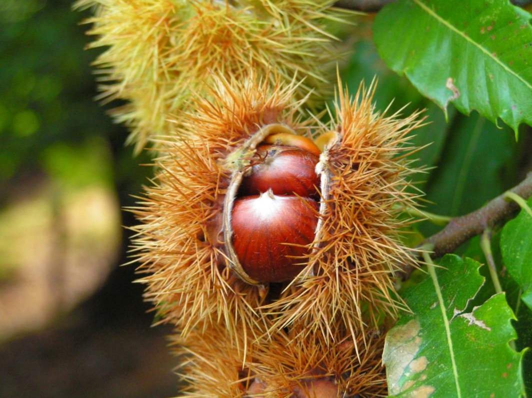 Jedlý gaštan (gaštanové semeno, Castanea sativa), ako sa odlišovať od nejedlých, kde rastú, ako rastú a rastú