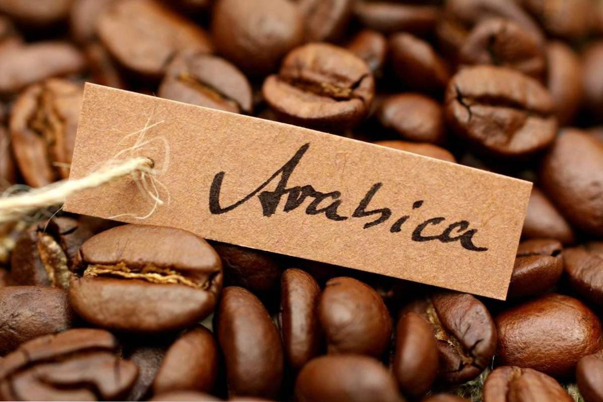 Arabica kavna zrna, tla, takojšnja, sublimirana - katera izbira? 4 kuhanje recepti