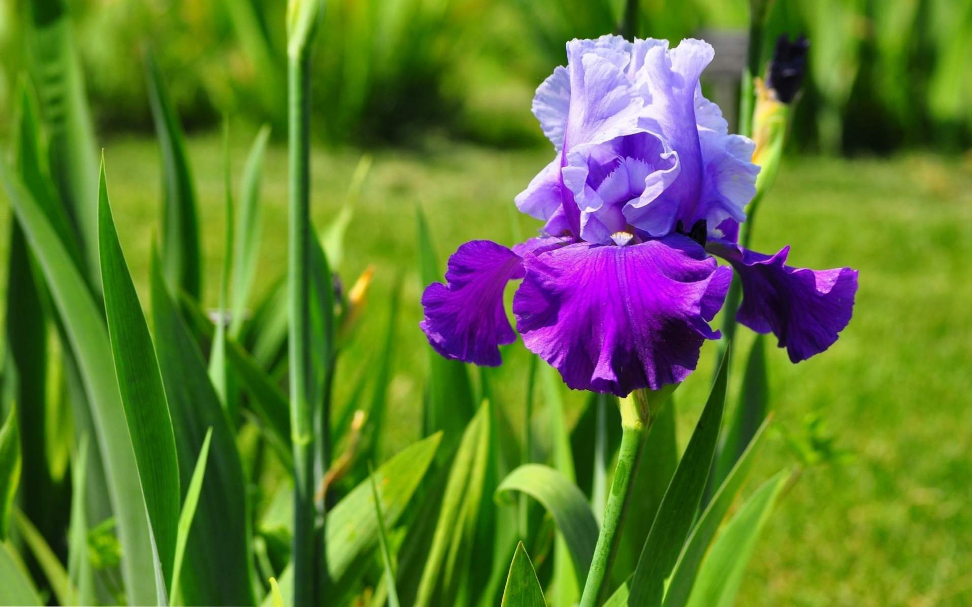 Kdaj presaditi irises v spomladi, jeseni - odtenki in navodila