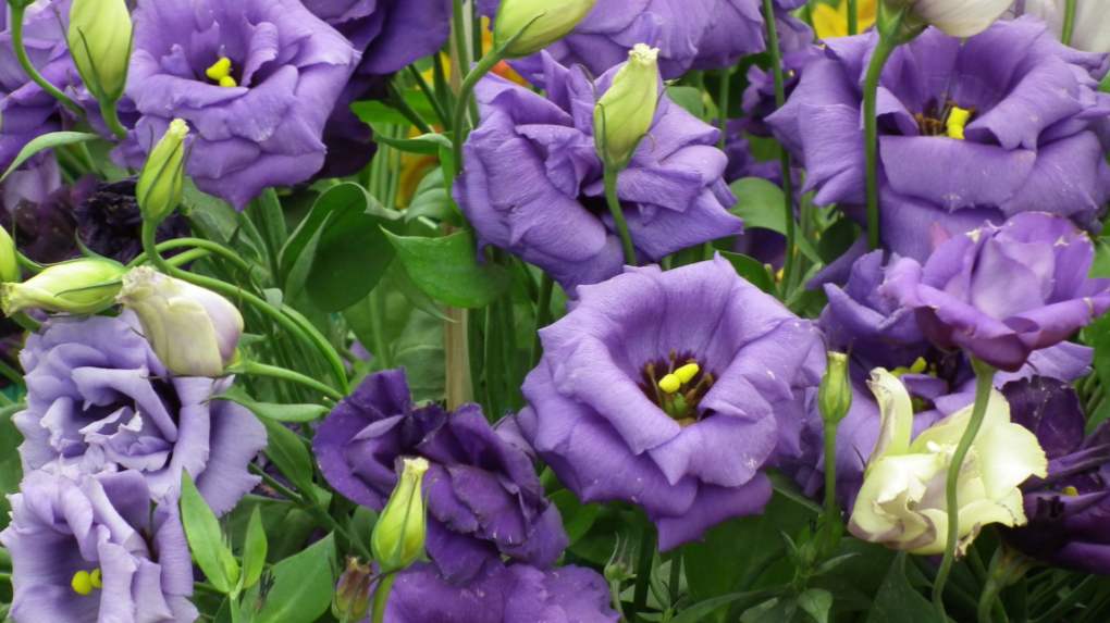 Lisianthus (eustoma) gojenje in oskrba