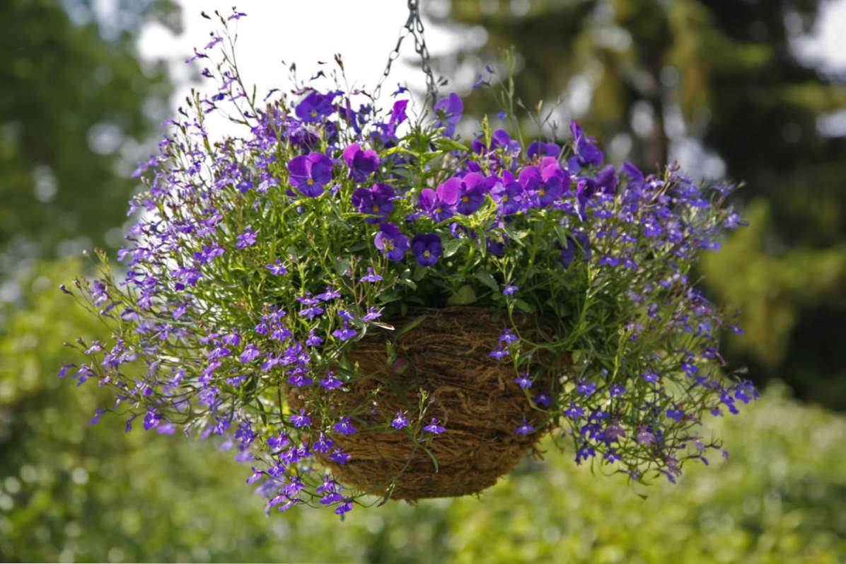 Lobelia (Lobelia) sajenje, gojenje in oskrba