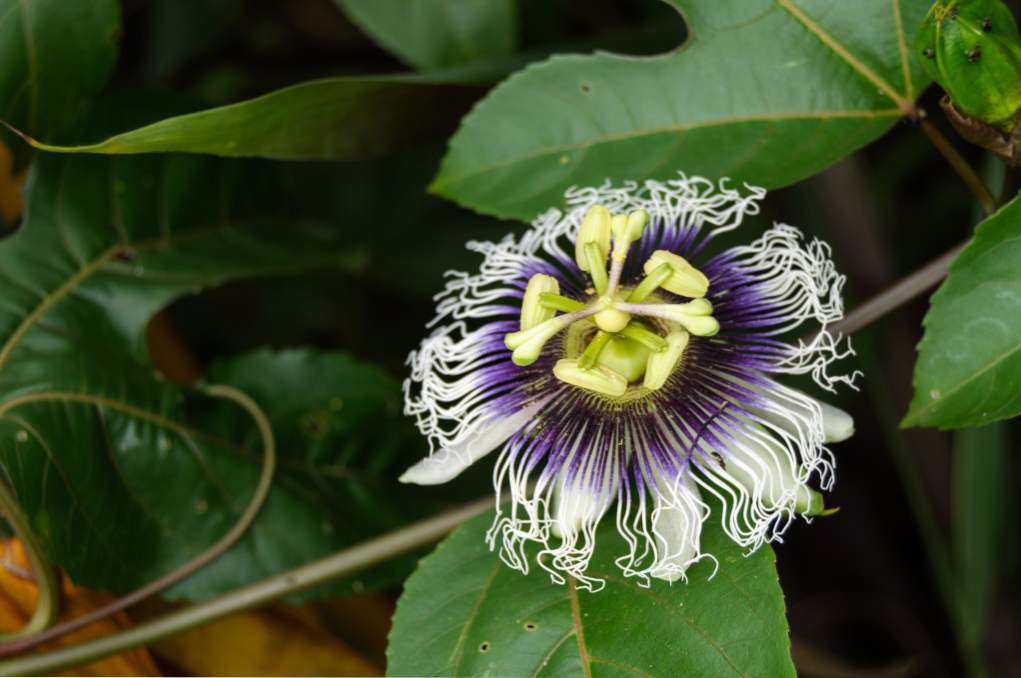 Passion fruit - gojenje in oskrba v domu