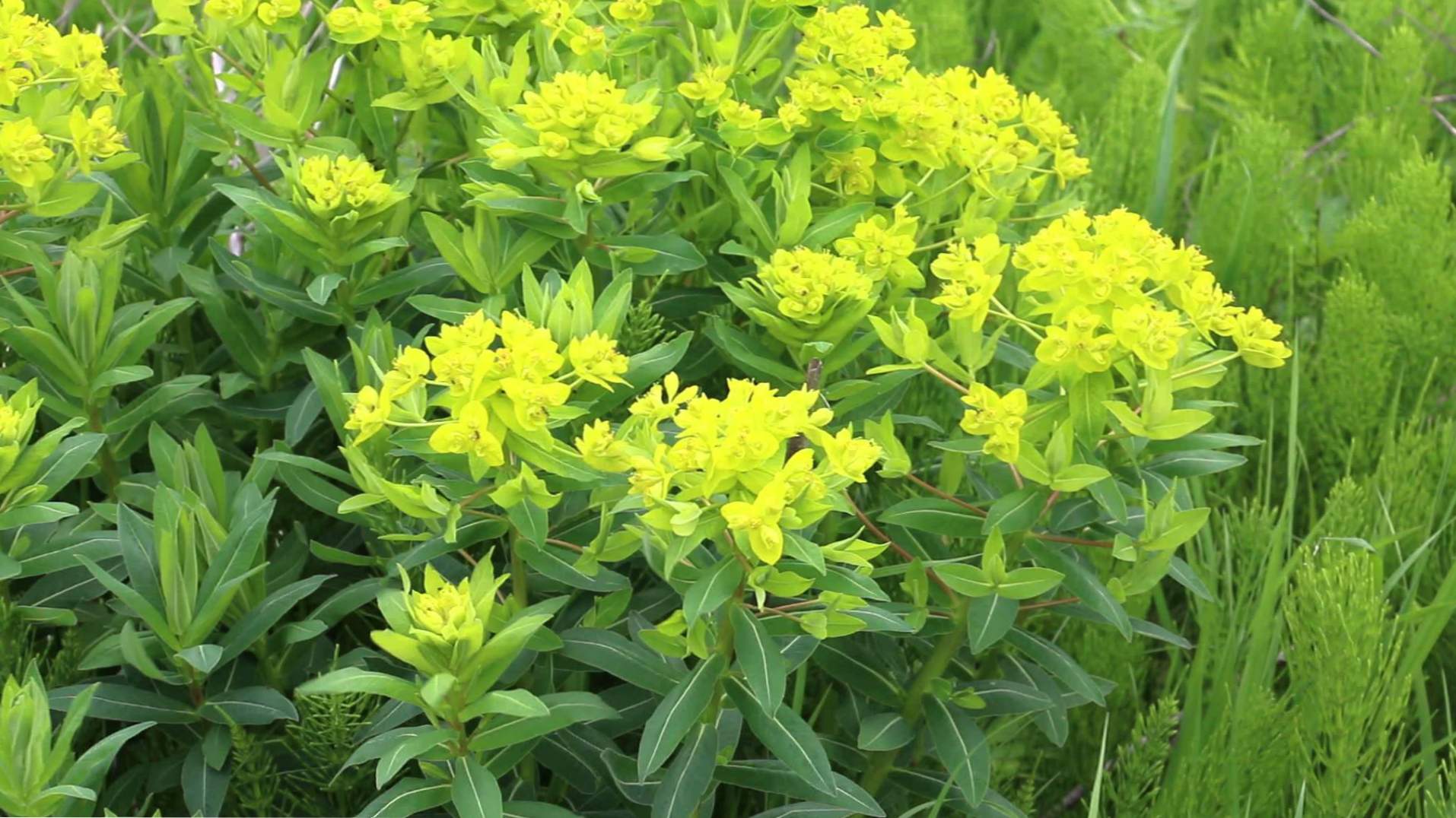 Euphorbia vrt trajnice - sajenje in oskrba, obrezovanje, vzreja in bolezni