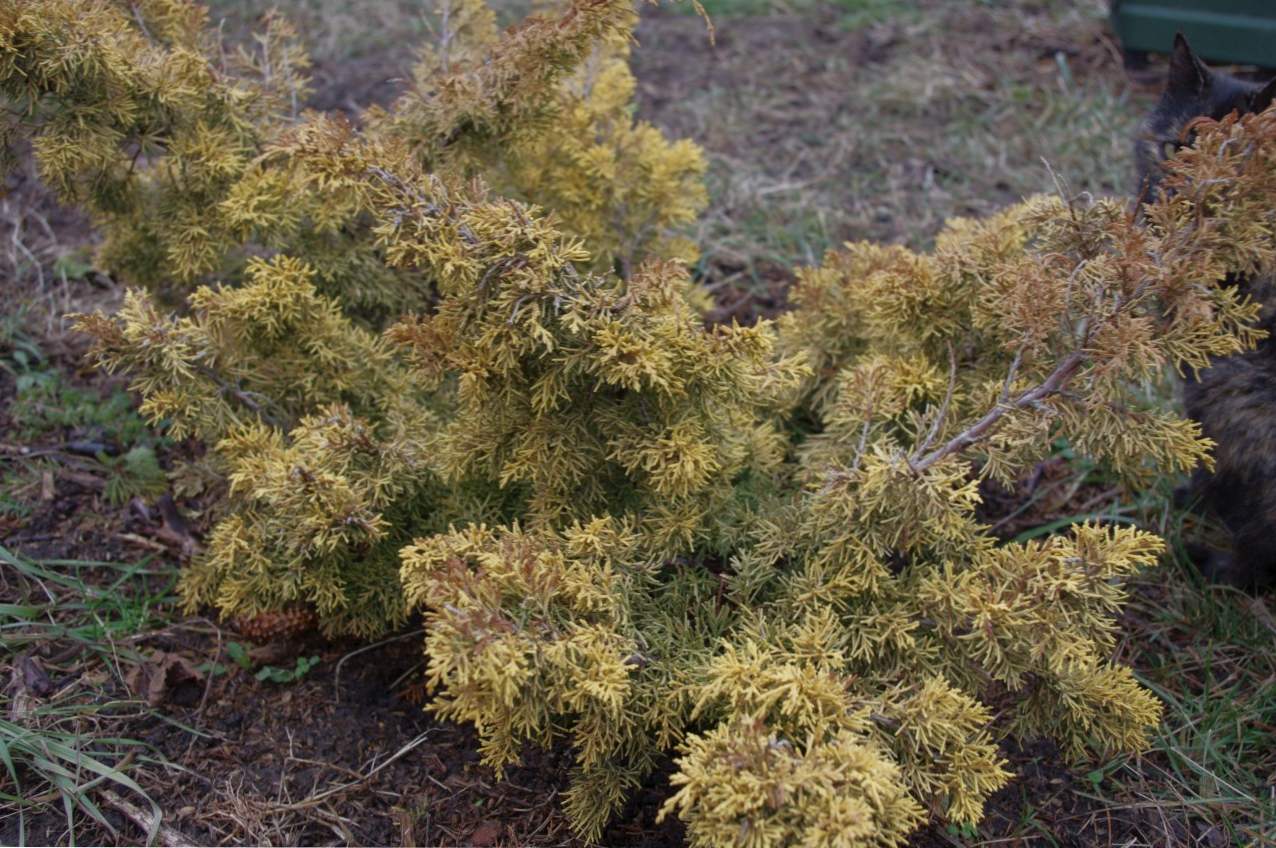 Juniper kitajski opis, sorte, sajenje in oskrba