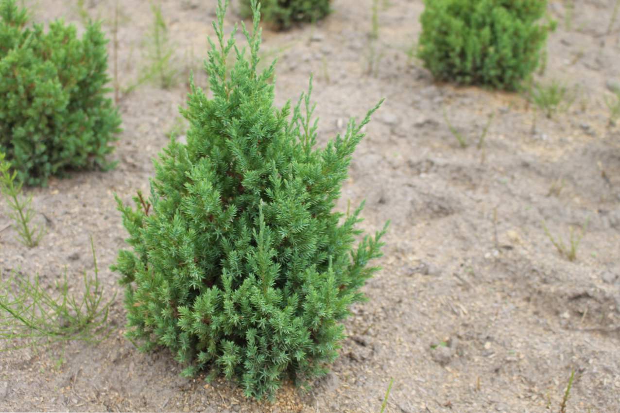 Juniper Strog opis, prileganje in negovanje