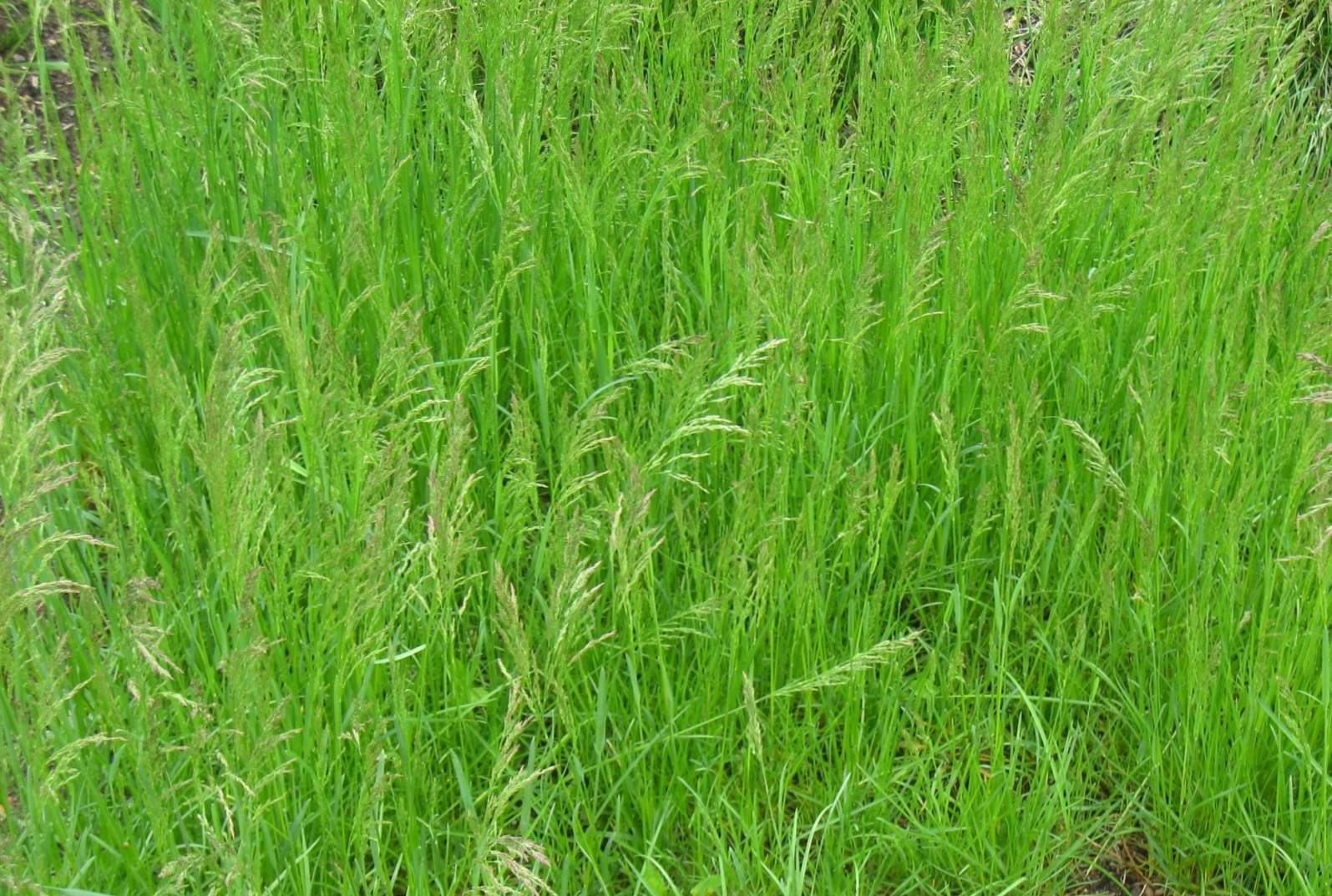 Opis rastline Bluegrass, aplikacija