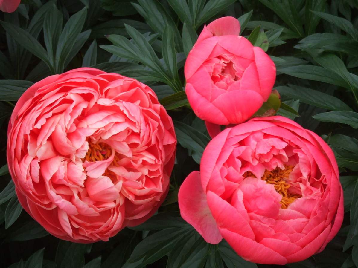 Opis, gojitev in oskrba sort Coral Sunset Peony